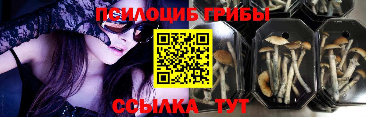 Псилоцибиновые грибы Cubensis  Вход с VPN  Бугуруслан 